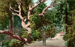 A wooded Pathway, Piedmont Park, Oakland, California, mailed 1912          